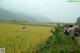 A group of people standing in a field of tall grass.